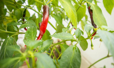 AFARTIOBINA 32 PCS CHILI SEEDS-A02 Seed(32 per packet)