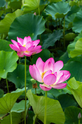 Cosmos lotus,kamal gatta Seed(11 per packet)