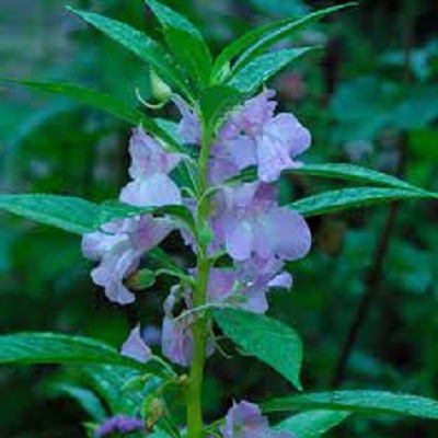 Seedsqlty balsam mix flower seeds hybrid Seed(70 per packet)