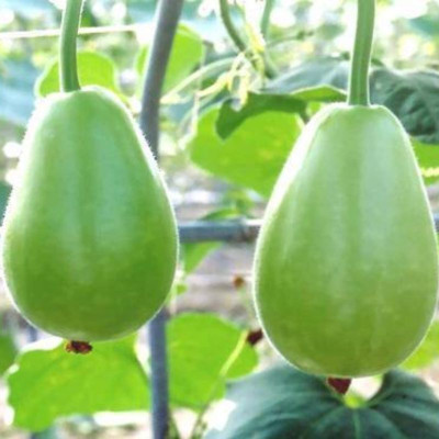 zabbus Bottle Gourd Round Vegetable Seeds for Summer Season Seed(1 per packet)