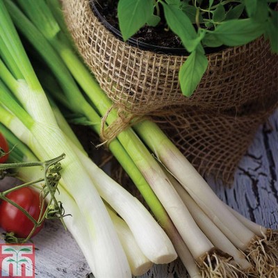 KANAYA Green Onion Seeds For Home Kitchen Gardening Seed(110 per packet)