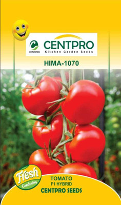 KRASHAK HYBRID TOMATO Seed(2 per packet)