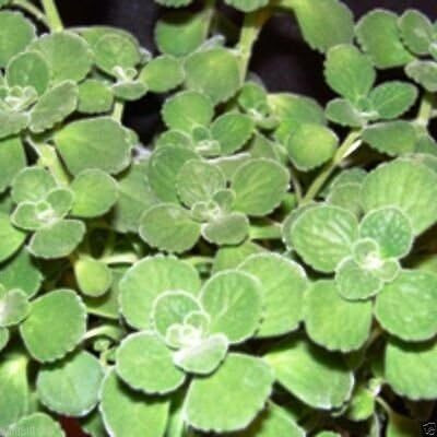 Qualtivate PUAS-7A Cuban Oregano Seeds Seed(200 per packet)