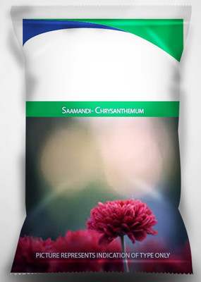 CYBEXIS Jamanthi Poovu Chrysanthemum Flower Seeds Seed(25 per packet)