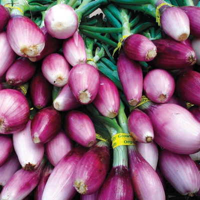 KNESSiN F1 Hybrid Apache Green Onion Vegetable Seeds for Garden-(300 Seeds) Seed(300 per packet)