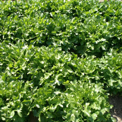 KNESSiN Green Lettuce Four Seasons Seed(200 per packet)
