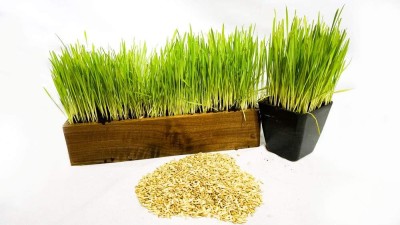 KNESSiN Non-GMO Wheatgrass Ancient Wheat Species [2000 Seeds] Seed(2000 per packet)