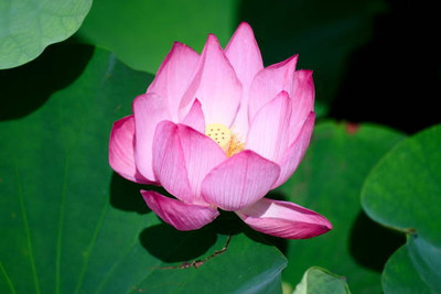 Aamaya Store lotus,kamal gatta Seed(11 per packet)