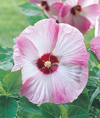 CYBEXIS Hibiscus, Pink Swirl100 Seeds Seed(100 per packet)