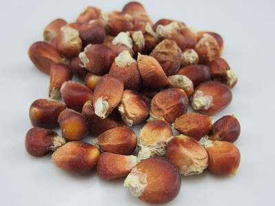 WILLVINE HUA -XI Giant Orange Corn-[100g] Seed(400 per packet)