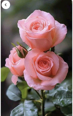 CRGO ROSE , GULAAB Seed(10 per packet)