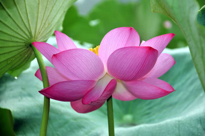 GCS Kantola Seeds lotus,kamal gatta Seed(10 per packet)