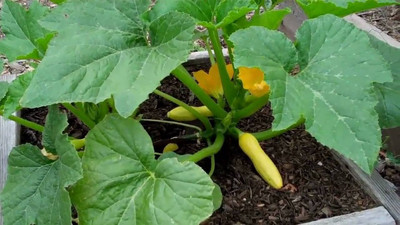 KNESSiN Greens Squash Yellow Zucchini-{200 Seeds} Seed(200 per packet)
