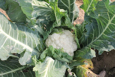 True Elements white cauliflower,gobhee seeds Seed(10 per packet)