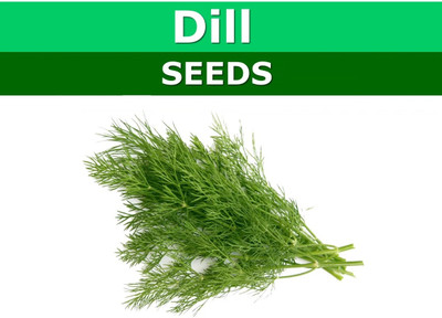 GRAXY Organic Dill/Soya Herb Vegetable Plant Seed(200 per packet)
