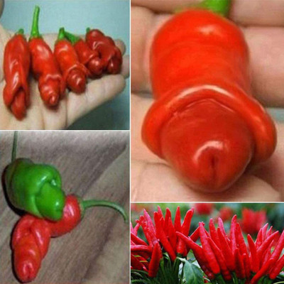 CYBEXIS Heirloom Red Chilli Pepper Seeds2400 Seeds Seed(2400 per packet)