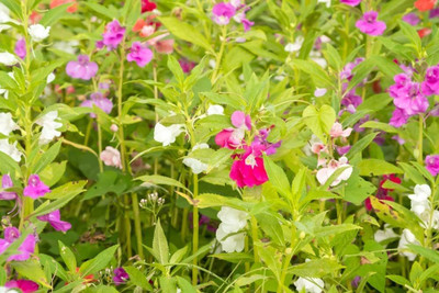 Lorvox Balsam Tom Samb from Russia Seed(35 per packet)
