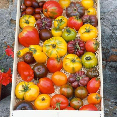 Qualtivate GBPT-9A Rainbow Cherry Tomato Mix Seed(300 per packet)