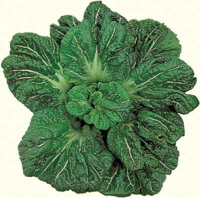 Qualtivate HUA-1A Mustard - Miike Giant Seed(300 per packet)