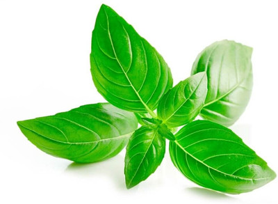 Qualtivate LXI-11 Marseille dwarf basil seeds Seed(1000 per packet)