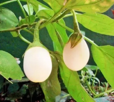 MAA Brinjal white round, Eggplant Seed(40 per packet)