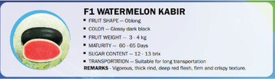 CYBEXIS F1 WATERMELON KABIR(1000 Seeds) Seed(1000 per packet)