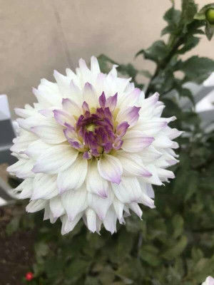 Qualtivate HUA-504 Giant Dahlia Flower Seeds Seed(50 per packet)