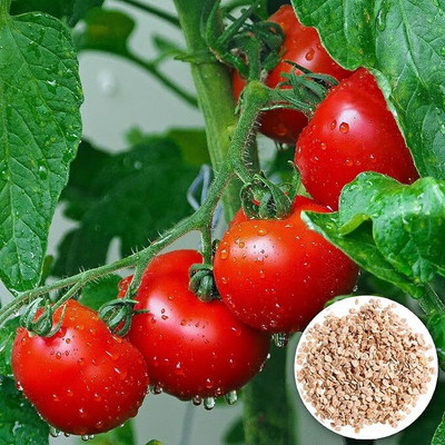 GREENSEA Desi Tomato Seed(155 per packet)