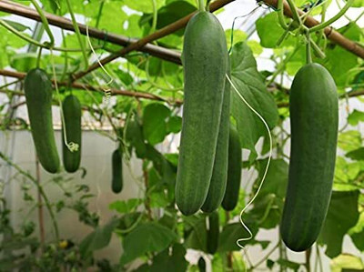 TRICONE Rajni Cucumber Kheera Seeds 320 Beej F3 Seed(320 per packet)