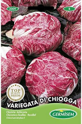 KNESSiN QLI-53 Cabbage di Chiogga Red Seed(200 per packet)