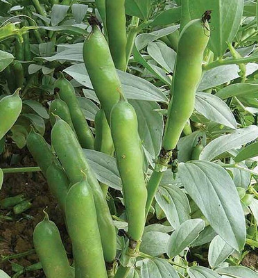 WANCY Broad Beans बाकला फली Vegetable Seed(25 per packet)