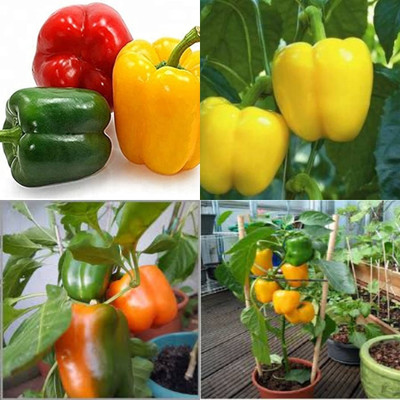 ibains Capsicum mixed seeds combo shimla mirchi 51 Seed(51 per packet)