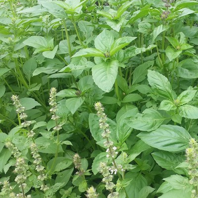 VibeX LXI-90 - Lemon Basil - Lao Hoary Thai - (1500 Seeds) Seed(1500 per packet)