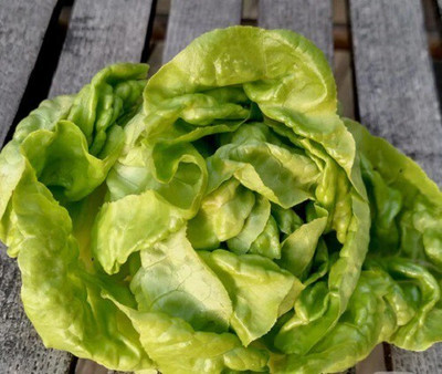 Quentova Butterhead Lettuce-LTK-9H Seed(200 per packet)