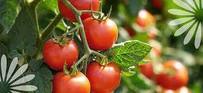 XOLDAA hybrid f1 quality tomato seeds Seed(20 per packet)