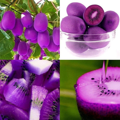 KNESSiN Kiwi Fruit Seed(1250 per packet)