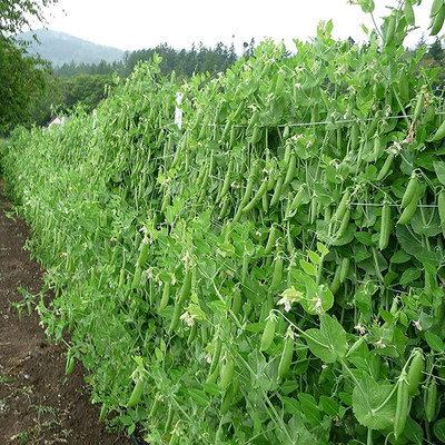 CYBEXIS Hardy Seeds of Vegetable Pea Progress 1600 Seeds Seed(1600 per packet)