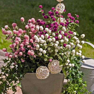 Aywal Gomphrena Mixed Seed(40 per packet)