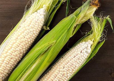 Qualtivate PUA-7A Japanese Hulless Popcorn Seed Seed(400 per packet)