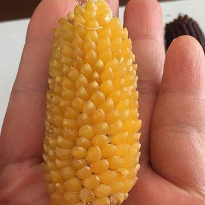 CYBEXIS Hybrid Sweet Corn Seeds 2000 Seeds Seed(2000 per packet)