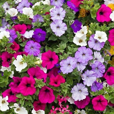 Quentova Petunia Flower Star Mix-XIL-4H Seed(75 per packet)