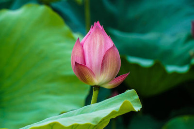 HYBRID lotus,kamal gatta Seed(10 per packet)