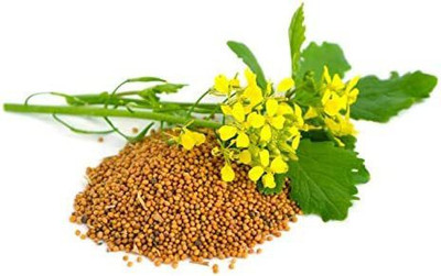 VibeX LX-47 - Yellow Mustard Non GMO - (750 Seeds) Seed(750 per packet)