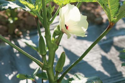 Quentova Jambalaya Okra Seeds-QLTY-6O Seed(250 per packet)