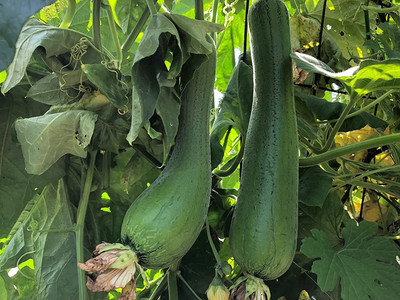 Avysa Luffa Sponge Gourd Seed(40 per packet)
