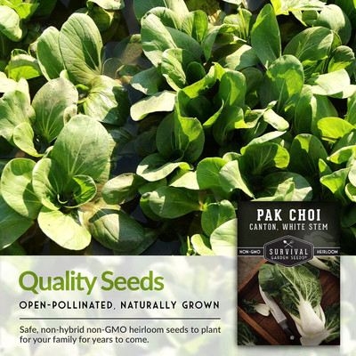 WILLVINE KGF -X Canton White Stem Pak Choi Seed [1g] Seed(300 per packet)