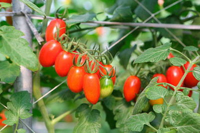 XOLDAA tomato Seed(55 per packet)