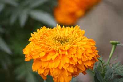 SRK Shree Radha Krishna marigold,gende ka phool seeds Seed(22 per packet)