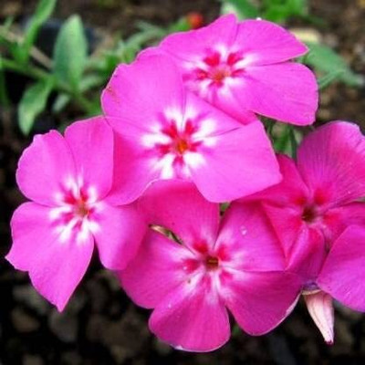 Aywal Phlox flower Seed(100 per packet)