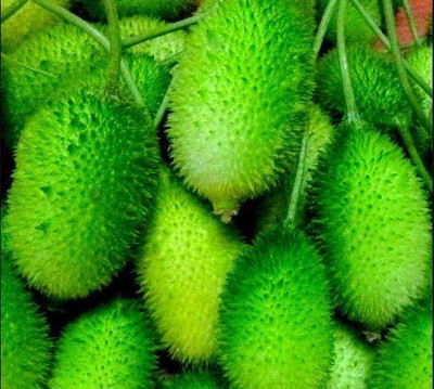 Bula Plant House Spiny gourd seeds/kakrol seeds/kantola seeds for plant 17 Seed(17 per packet)